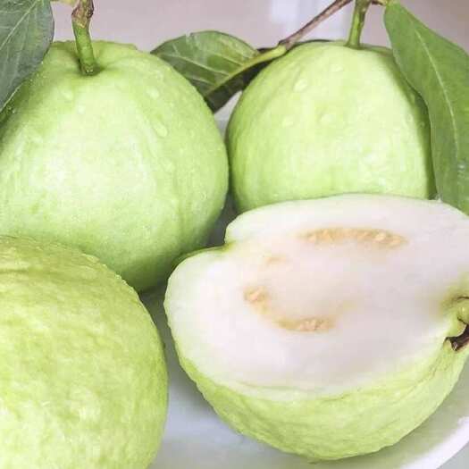 大量现货珍珠番石榴、红心芭乐、代办、电商代发