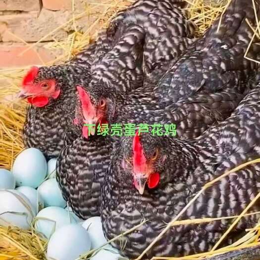 衡阳蛋鸡苗