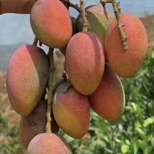 元江县新鲜贵妃芒果，香甜可口