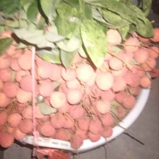 饶平县桂味荔