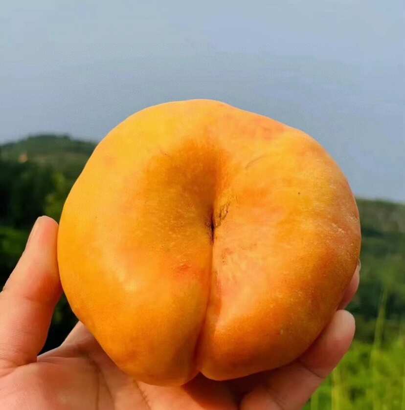 彩虹油蟠桃新鲜水果纯甜无酸硬吃脆甜软吃爆汁