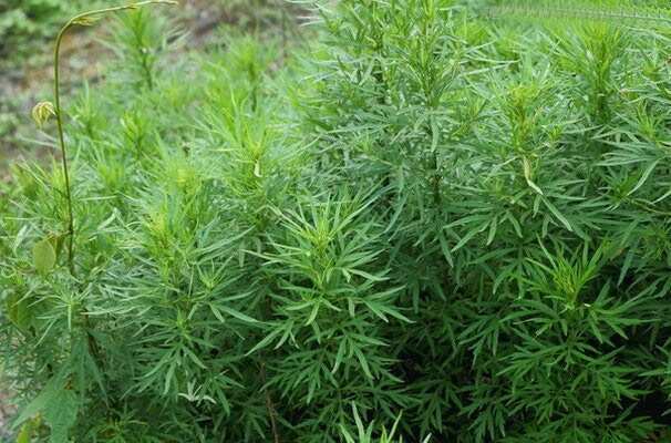 通山县纯艾蒿，植株高大粗壮，香气浓郁，用途广泛，量大约30吨左