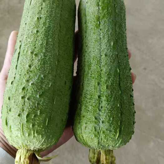 南平精品丝瓜   水瓜  大量有
