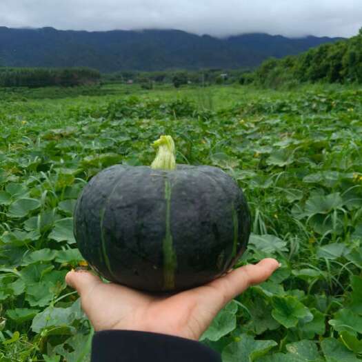 恭城县软糯甜心贝贝南瓜，基地种植，批发零售，欢迎各大老板看货