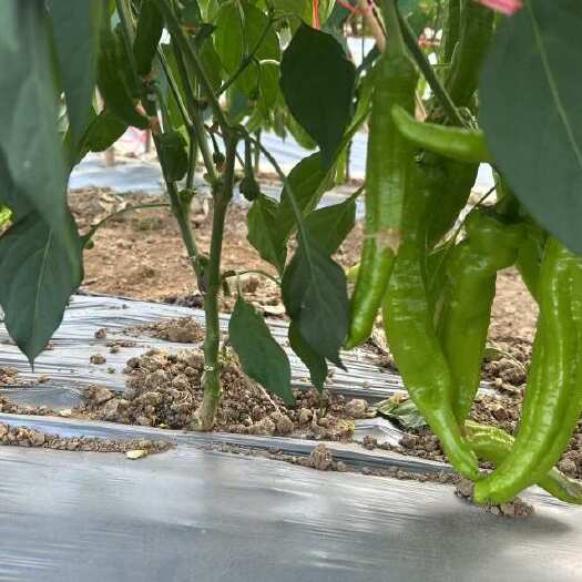 天镇县来来来看过来青尖椒质量嘎嘎好