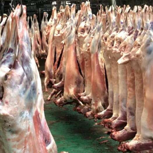 阳泉放养鲜羊肉，现宰现卖