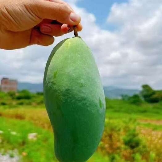 田东县广西百色桂七芒果上市了