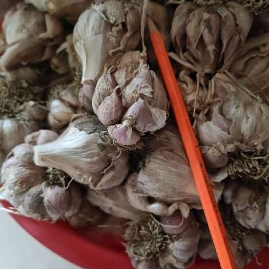 成都紫皮蒜种