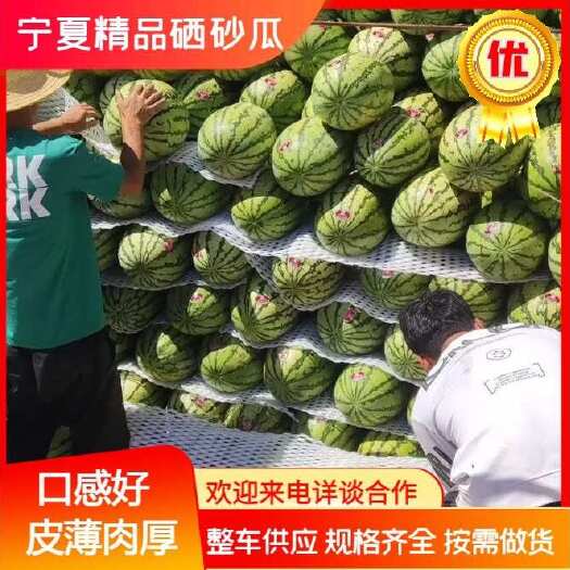 中卫金城5号西瓜  双红金城五号，大量供应，保证质量，现摘现发！