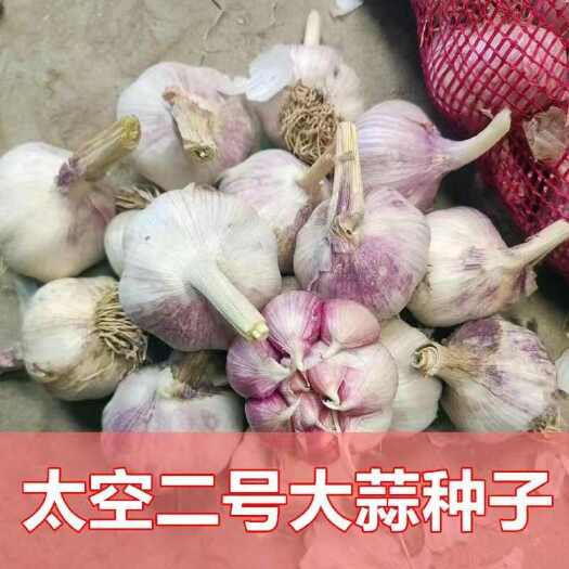 金乡太空二号大蒜种子紫红皮早熟品种 抗病太空大蒜批发价包邮