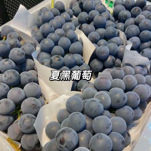 夏黑葡萄 江苏镇江句容产地直发 优质水果浆果类