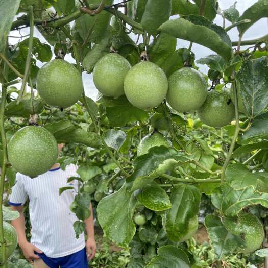 北海黄金百香果亲密9号