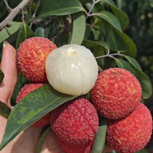 灵山县灵山无核荔枝