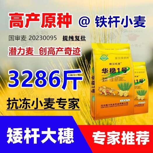 懒汉吨麦华稳1号高产优质小麦种子原种矮杆大穗抗病抗倒抗旱批发