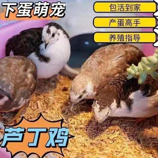 芦丁鸡种鸡，青年鸡批发，5元每只