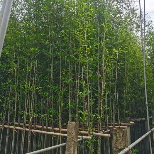 小刚竹 钢 出售 小 袋 杯 盆 苗 全冠 丛生 移植 福建