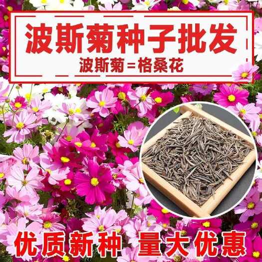 沭阳县波斯菊种子格桑花种子花海打造公园小区绿化发芽高
