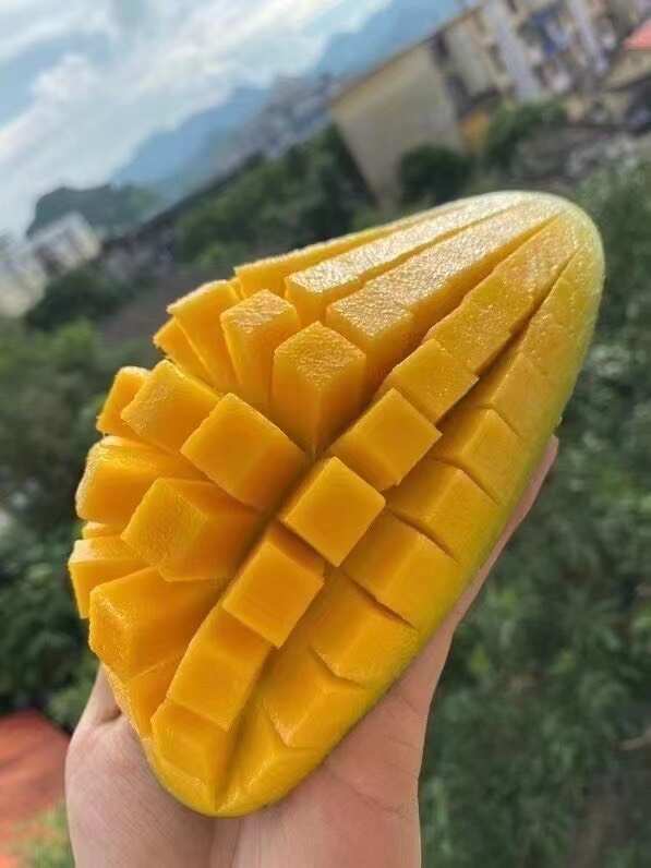 广西百色金煌芒新鲜热带水果芒果批发直供接个大电商平台团购