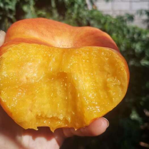 蒙阴县山东蒙阴油蟠桃 新鲜水果 核果仁果类 直接发货 彩虹油蟠