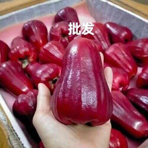 靖西市莲雾，金刚莲雾