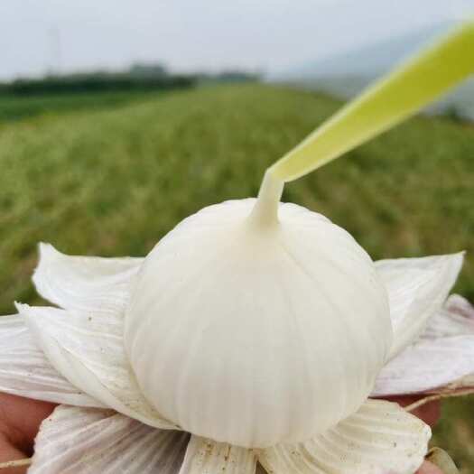 黑山县独头蒜