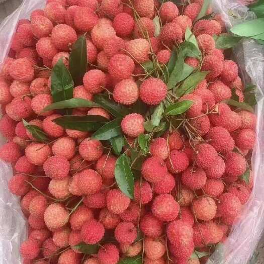 广州自家种植桂味荔枝，每天新鲜采摘，清甜爽口，果大核小