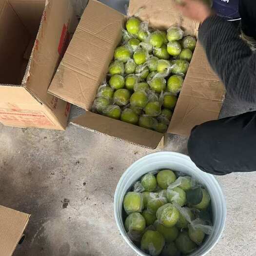 云霄县自家青枣（奶枣、苹果枣都有）需要的老板可聊