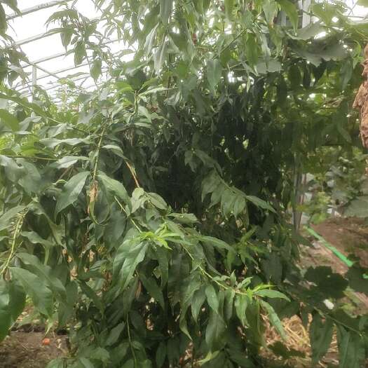 新乐市短毛蟠桃