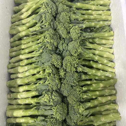 广州西兰苔