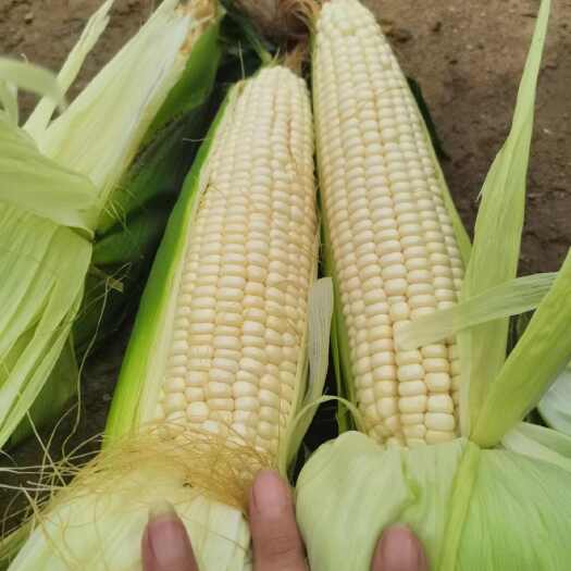 海城市甜糯鲜玉米有货无虫皮绿绿