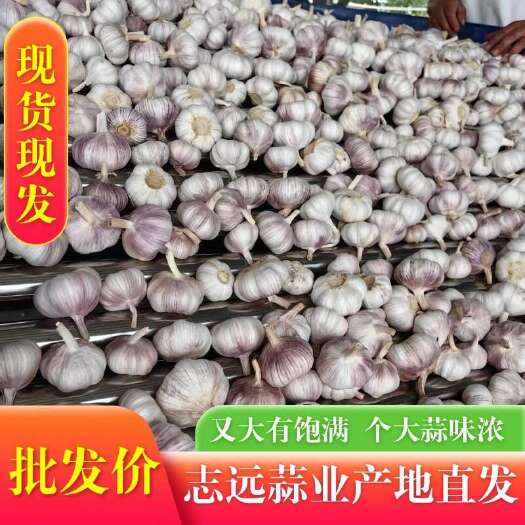 临洮县大蒜