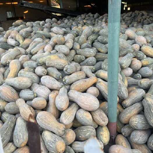 台州南瓜大量有货