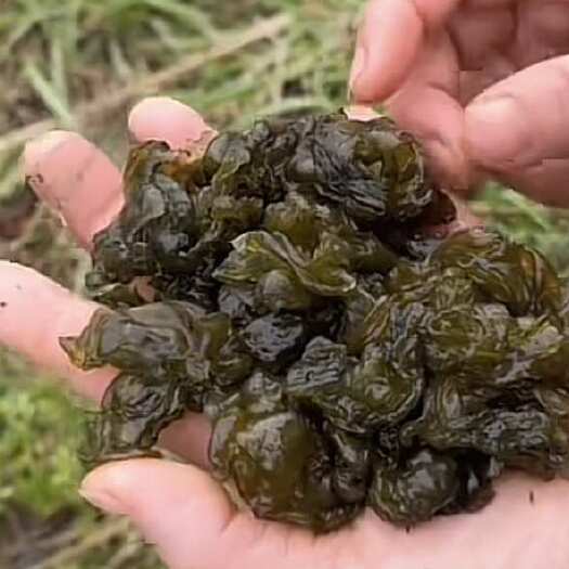 仁寿县干地皮菜