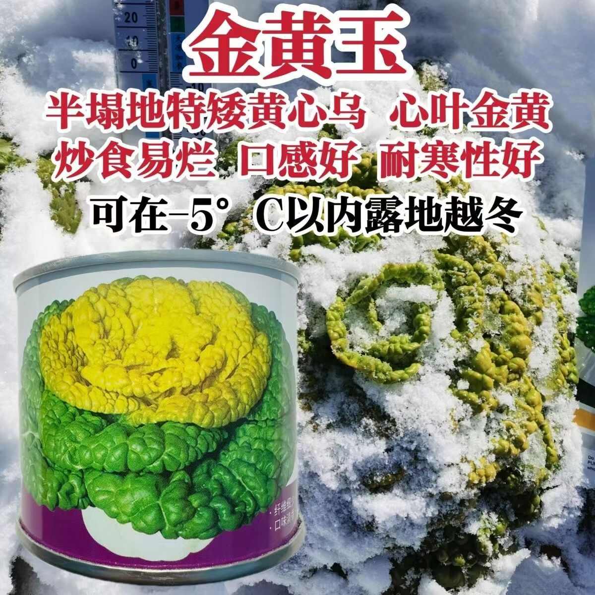 德赛金黄玉黄心乌种子特矮乌塌菜种籽特耐寒蔬菜种子腊月乌菜种子