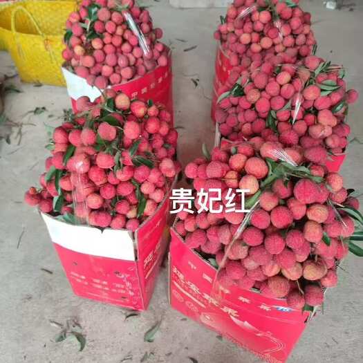 钦州贵妃红荔枝和新棠红荔枝，有大又亮的果。