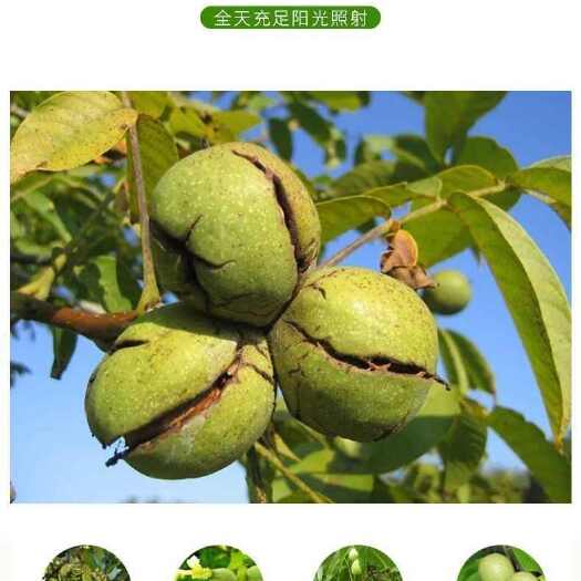 德昌县大凉山新鲜青皮核桃