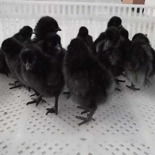衡阳黑乌绿壳蛋鸡苗，小脚乌鸡，打好马立克，适合散养