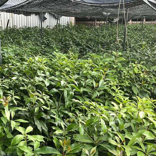 灵山县八角苗，优质货源