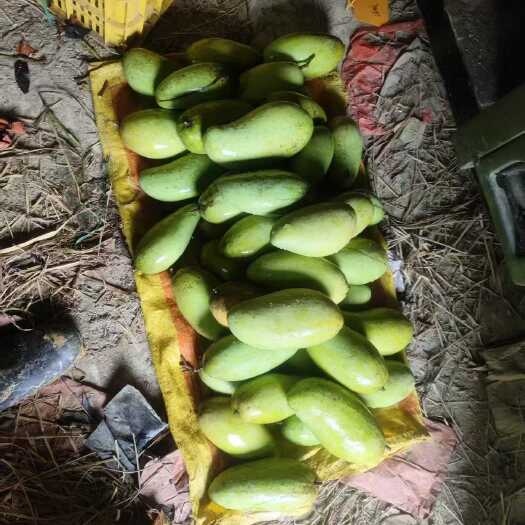 云浮农户直发金煌芒，量大，现货