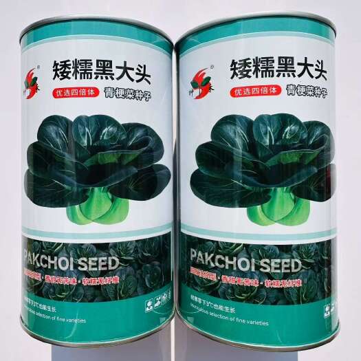 沭阳县矮糯黑大头青梗菜种子大头束腰黑大头青菜种耐寒越冬秋季蔬菜种子