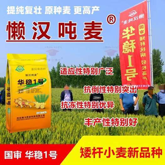 矮杆大穗国审优质懒汉吨麦小麦新品种抗冻抗病抗倒抗旱节水批发