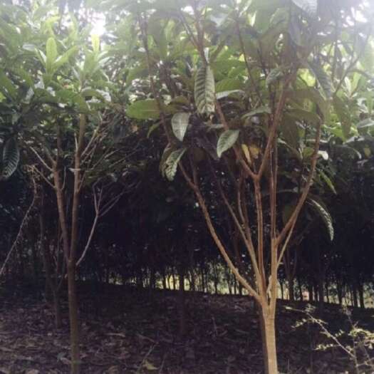 襄樊湖北襄阳枇杷树米经6-8-10公分优质品种批发
