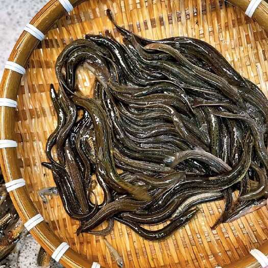 丹东丹东软骨泥鳅鲜活水产优质供应
