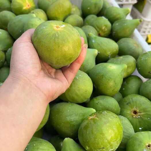 威海威海青皮无花果