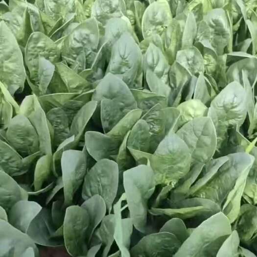 兴和县大小菠菜，精品，半精品