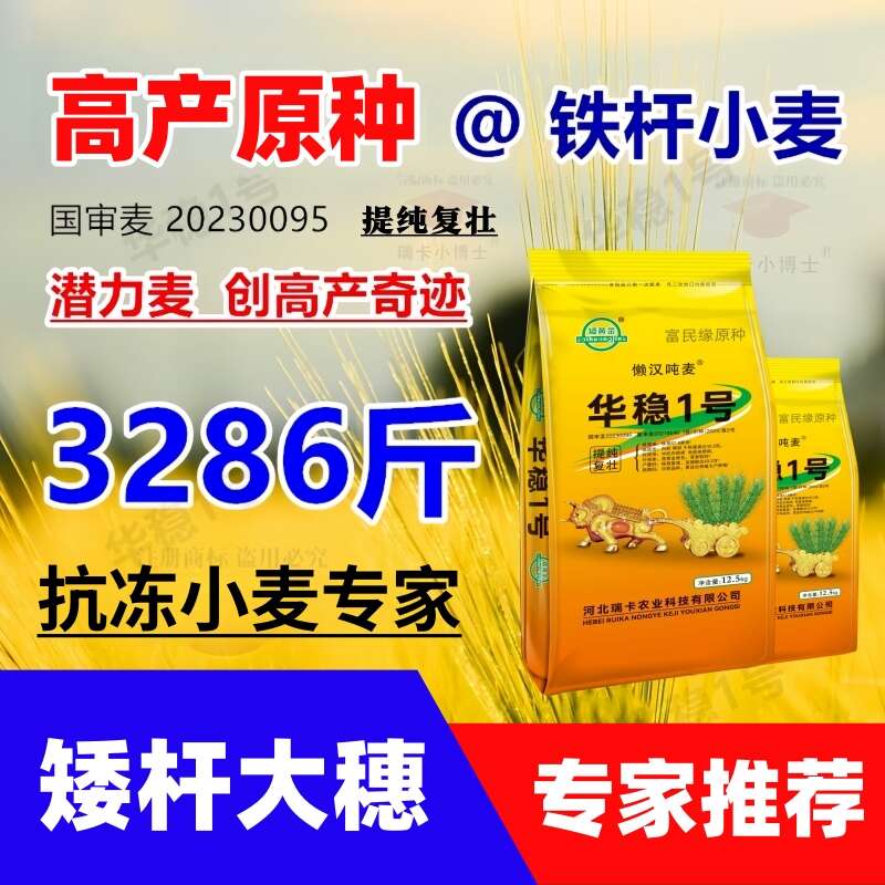 懒汉吨麦华稳1号高产优质小麦种子原种矮杆大穗抗病抗倒抗旱批发