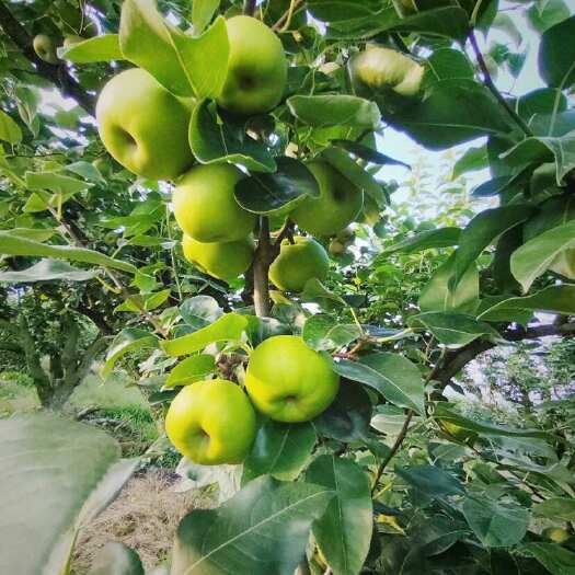 翠冠梨翠玉梨批发自己家种植量大价优产地在浙江