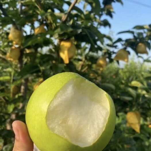 沛县酥脆一号青皮苹果梨大量上市糖度 13+化渣好，果面干净，量大