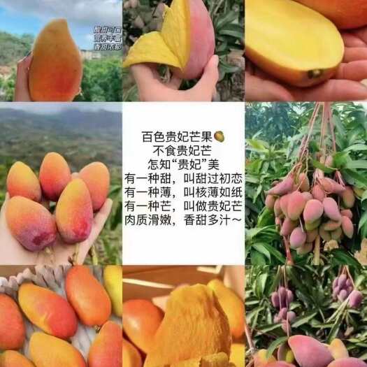 百色广西百色田阳贵妃芒精品果礼盒装80-150g新鲜热带芒果