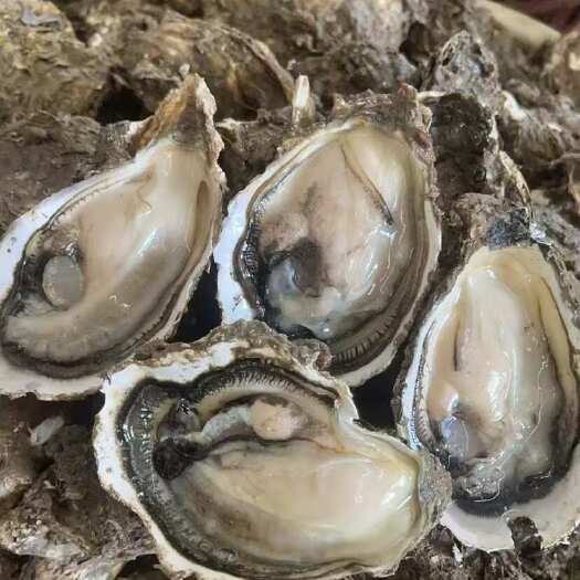 饶平县广东生蚝汫洲蚝肉鲜活特大牡蛎烧烤蚝海鲜水产高压锅蚝头